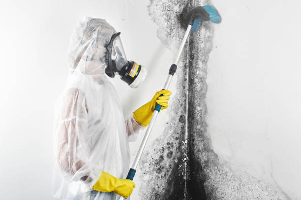 Best Crawl Space Mold Remediation  in Exandria, AL