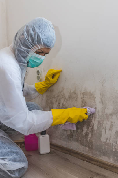 Best Mold Damage Restoration  in Exandria, AL
