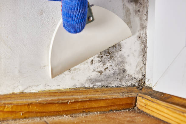 Best Biohazard Mold Removal  in Exandria, AL